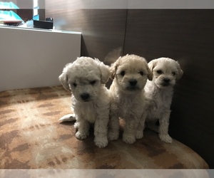 Maltipoo-Poodle (Toy) Mix Puppy for sale in POTEET, TX, USA