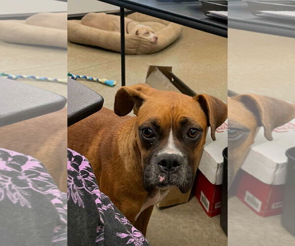 Medium Photo #2 Boxer Puppy For Sale in Dumont, NJ, USA