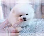 Small Photo #7 Pomeranian Puppy For Sale in FULLERTON, CA, USA