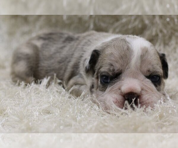 Medium Photo #1 English Bulldog Puppy For Sale in FAIRFAX STATION, VA, USA