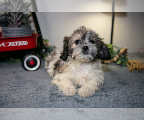 Medium Photo #3 Zuchon Puppy For Sale in SHILOH, OH, USA
