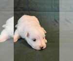 Puppy Alex Coton de Tulear