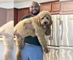 Small Photo #2 Goldendoodle Puppy For Sale in MIRA LOMA, CA, USA