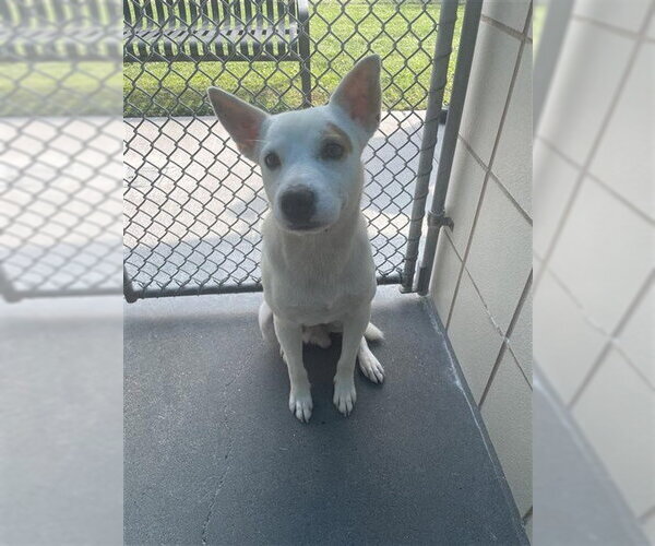 Medium Photo #1 Mutt Puppy For Sale in Corpus Christi, TX, USA