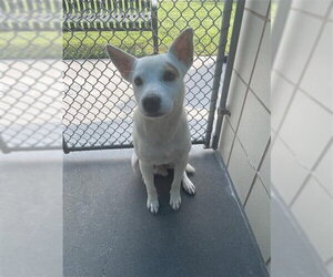 Mutt Dogs for adoption in Corpus Christi, TX, USA