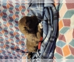 Small Photo #17 Central Asian Shepherd Dog-Newfoundland Mix Puppy For Sale in GRESHAM, OR, USA