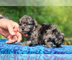 Poodle (Toy) Puppy for sale in DYERSBURG, TN, USA