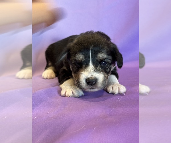 Medium Photo #7 Corgipoo Puppy For Sale in LONGMONT, CO, USA