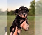 Small Photo #4 Schnauzer (Miniature) Puppy For Sale in ROLLA, MO, USA