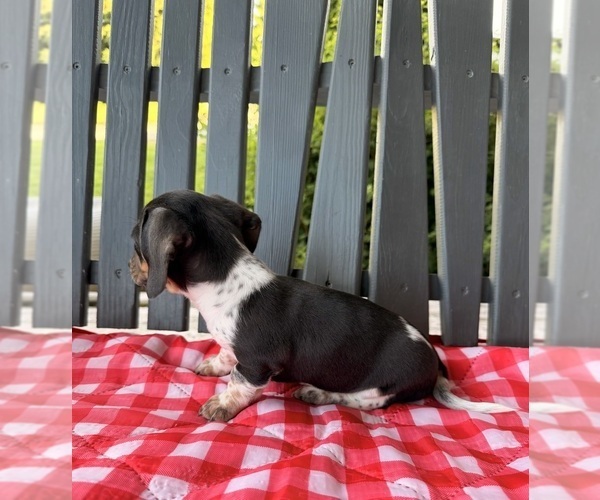 Medium Photo #7 Dachshund Puppy For Sale in WILLARD, OH, USA
