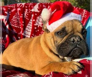 French Bulldog Puppy for sale in REDMOND, WA, USA