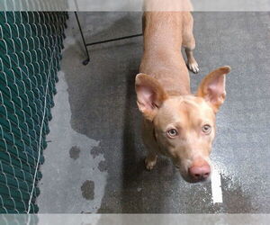 Basenji-Unknown Mix Dogs for adoption in Downey, CA, USA