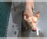 Small Basenji Mix