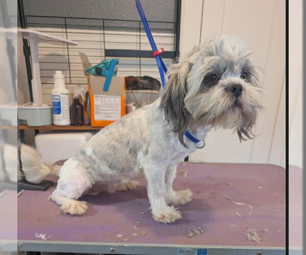 Medium Photo #2 Shih Apso Puppy For Sale in Grafton, WI, USA