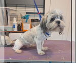 Small #1 Shih Apso