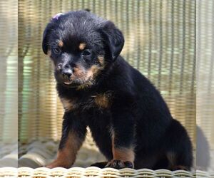 Rottweiler Puppy for sale in MOHRSVILLE, PA, USA