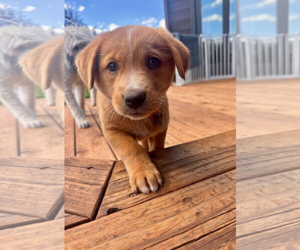 Medium Photo #2 Mutt Puppy For Sale in Laramie, WY, USA