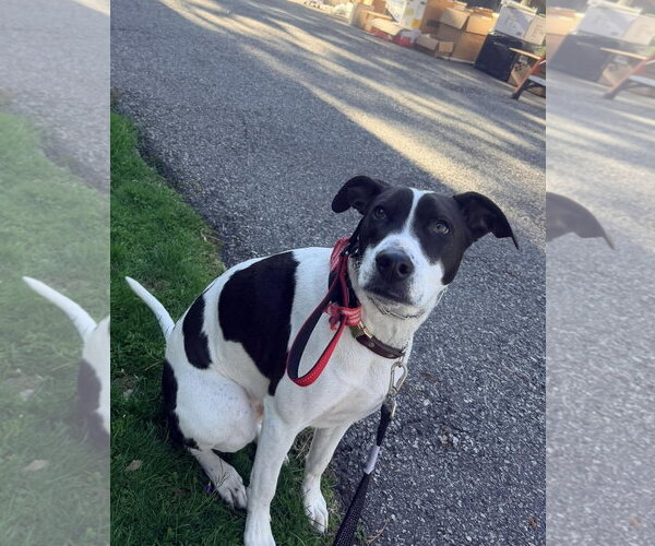 Medium Photo #11 Pointer-Unknown Mix Puppy For Sale in Westwood, NJ, USA