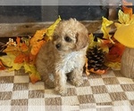 Miley - Female Cavapoo (Miniature) Puppy for Sale - Photo #2
