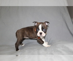 Small #1 Boston Terrier