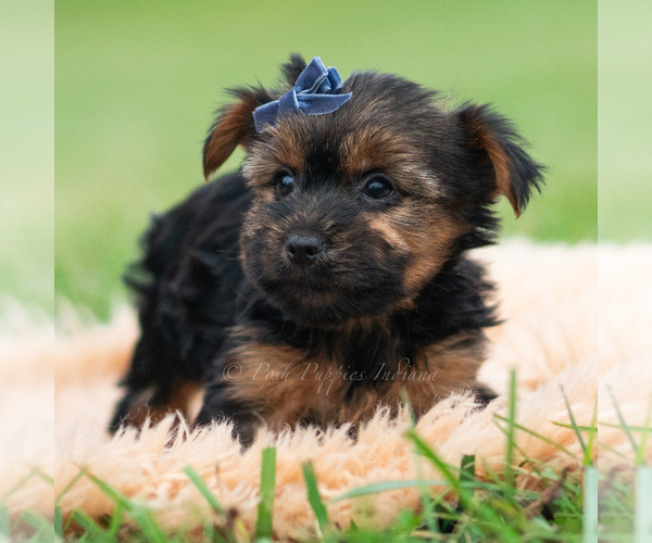 Medium Photo #3 Yorkshire Terrier Puppy For Sale in WARSAW, IN, USA