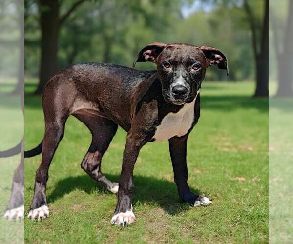Medium Photo #3 Mutt Puppy For Sale in Talladega, AL, USA