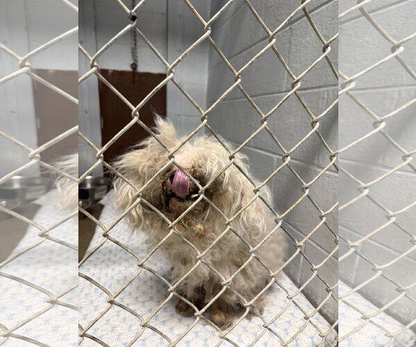 Medium Photo #2 Mal-Shi Puppy For Sale in Kewanee, IL, USA