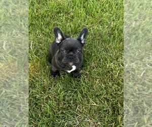 French Bulldog Puppy for sale in TRENTON, NJ, USA
