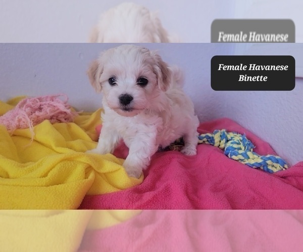 Medium Photo #4 Havanese Puppy For Sale in TUCSON, AZ, USA