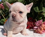 Small #13 French Bulldog