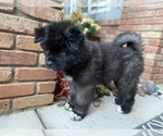 Small Photo #3 Akita Puppy For Sale in GREELEY, CO, USA