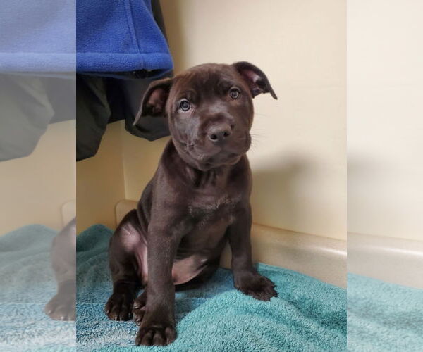 Medium Photo #1 Labrador Retriever-Staffordshire Bull Terrier Mix Puppy For Sale in Pottstown, PA, USA