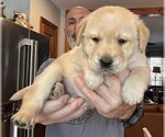 Small Photo #128 Labrador Retriever Puppy For Sale in HIGH POINT, NC, USA