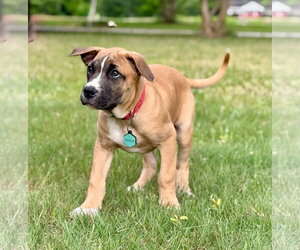 American Pit Bull Terrier-Rhodesian Ridgeback Mix Dogs for adoption in Holly Springs, NC, USA