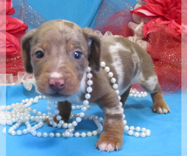Medium Photo #3 Dachshund Puppy For Sale in FOYIL, OK, USA