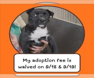 Mutt Dogs for adoption in Santa Cruz, CA, USA