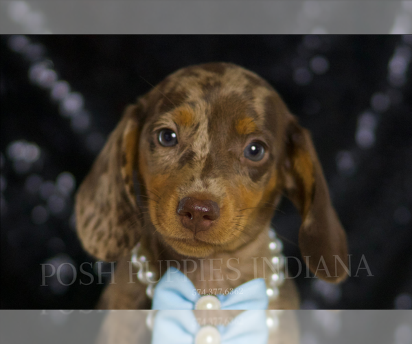 Medium Photo #1 Dachshund Puppy For Sale in WARSAW, IN, USA