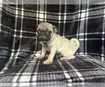 Small #8 Pug