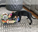 Small Photo #7 Mutt Puppy For Sale in Wakefield, RI, USA
