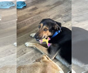 German Shepherd Dog-Unknown Mix Dogs for adoption in Holly Springs, NC, USA