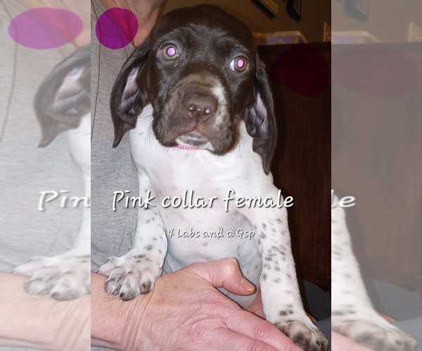 Medium Photo #5 German Shorthaired Pointer Puppy For Sale in RICHMOND, MO, USA