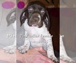 Small #4 German Shorthaired Pointer