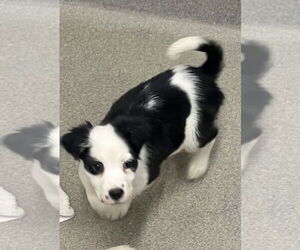 Mutt Dogs for adoption in Sterling, MA, USA