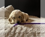 Small Photo #2 Labradoodle Puppy For Sale in COBB, WI, USA