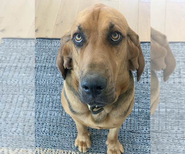 Medium Photo #1 Bloodhound Puppy For Sale in SOQUEL, CA, USA