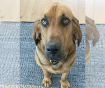 Small Photo #1 Bloodhound Puppy For Sale in SOQUEL, CA, USA