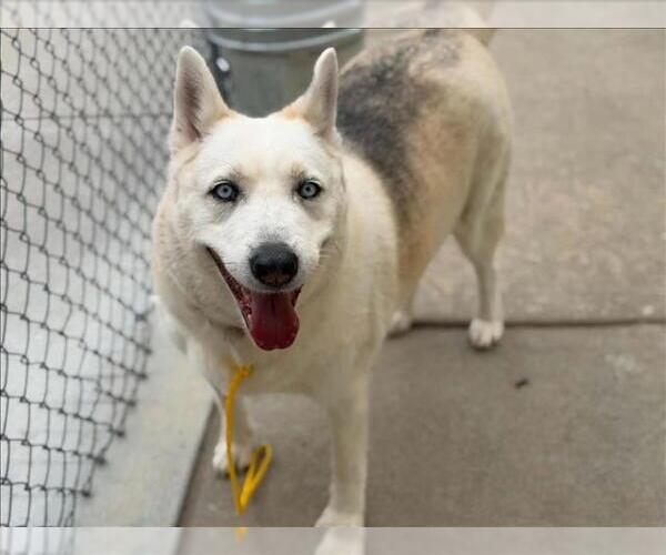 Medium Photo #1 Siberian Husky-Unknown Mix Puppy For Sale in Tulsa, OK, USA
