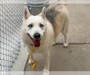Siberian Husky-Unknown Mix Dogs for adoption in Tulsa, OK, USA