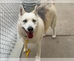 DAPHNE - Female Siberian Husky-Unknown Mix Dog for Adoption - Small photo