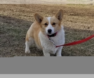 Mother of the Pembroke Welsh Corgi puppies born on 12/29/2020